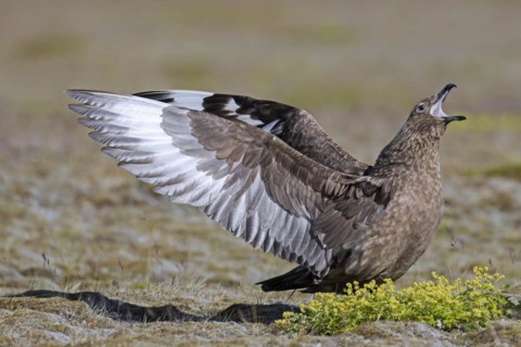 Great skua