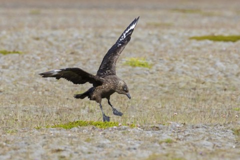 Great skua