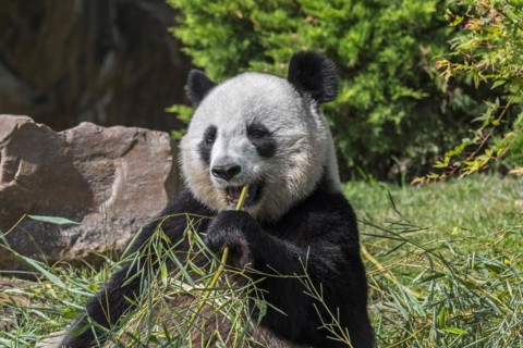 Close up of giant panda