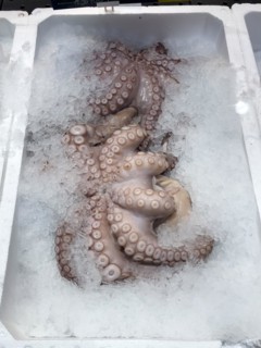 Display of fishery caught fish fresh fish squid octopus