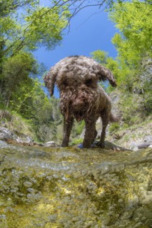 Domestic dog Lagotto Romagnolo playing in the mountain stream of the Kalkalpen National Park
