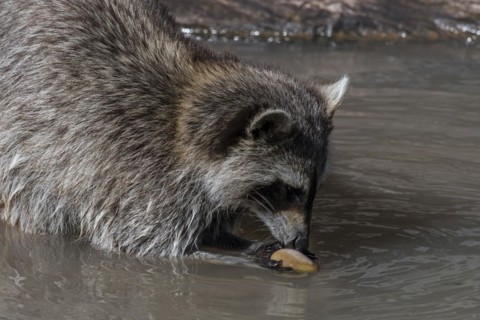 Common raccoon