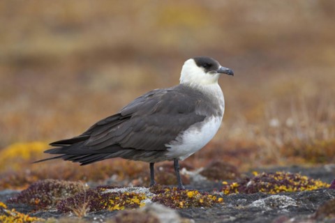 Arctic skua