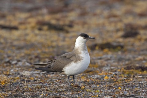 Arctic skua