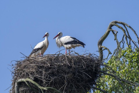 White stork