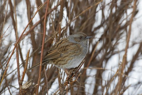 Dunnock