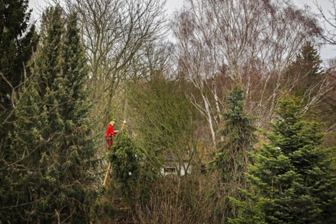 A tree climber cuts down a warped tree with a chainsaw in the Reinickendorf district of Berlin. The hurricane ' Ylenia ' is currently also causing obstructions in Berlin due to fallen trees. Berlin