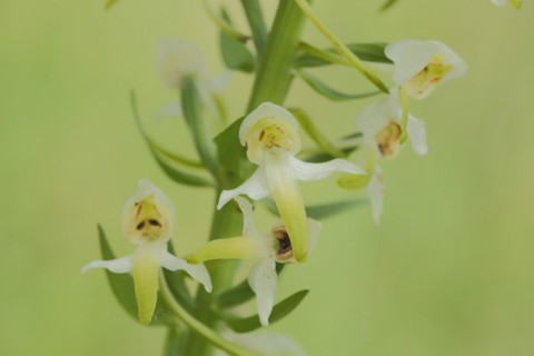 Greenish forest hyacinth