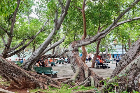 Ceiba Tree