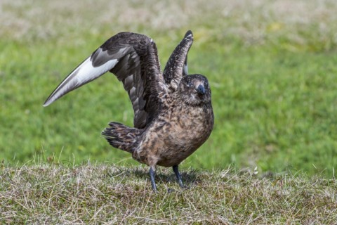 Great skua
