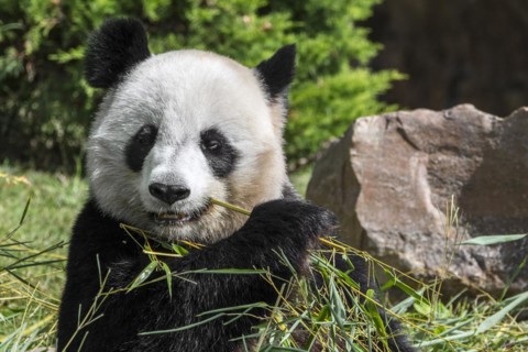 Close up of giant panda