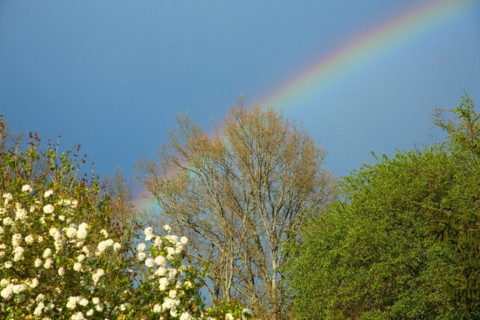 Spring with flowering shrub