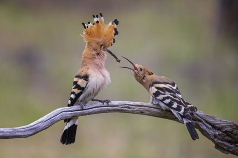 Hoopoe