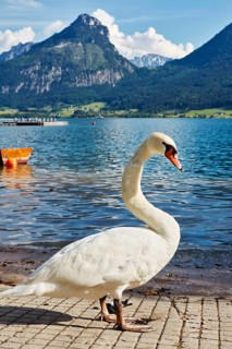 Mute Swan