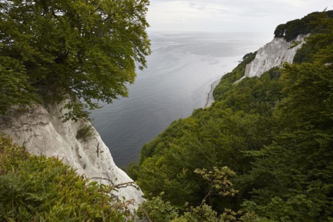 Chalk cliffs with beech forest on the Baltic coast