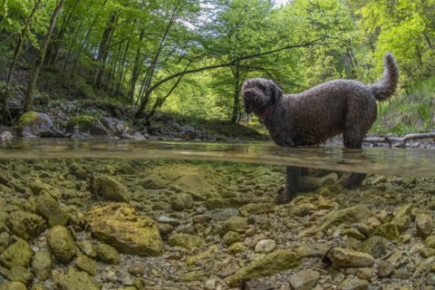 Underwater photo of a mountain stream in the Limestone Alps National Park with domestic dog Lagotto Romagnolo