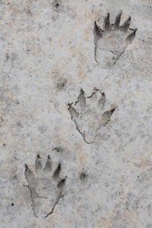 North American raccoon