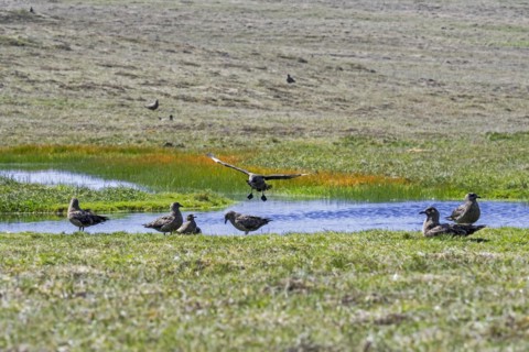 Great skuas