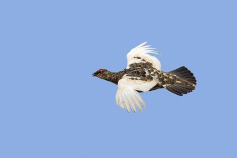 Icelandic rock ptarmigan