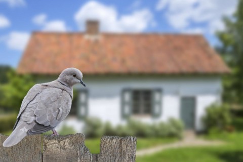 Eurasian collared dove