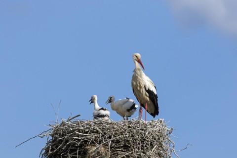 White storks