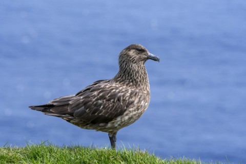 Great skua