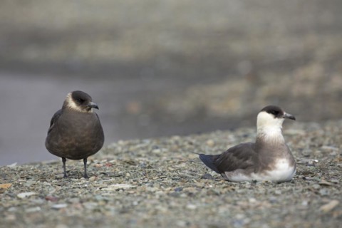 Two Arctic skuas