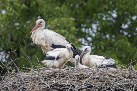 White storks