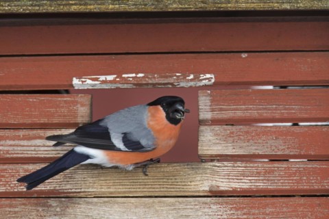 Eurasian bullfinch