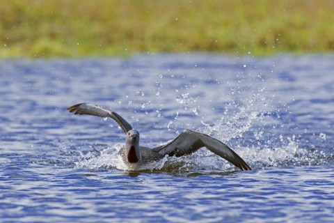 Red-throated loon