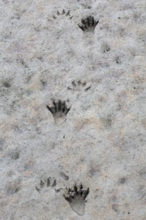 North American raccoon
