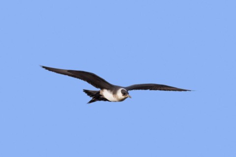 Arctic skua