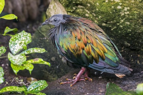 Nicobar pigeon
