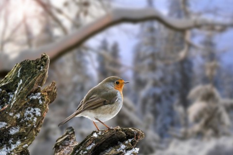 European robin