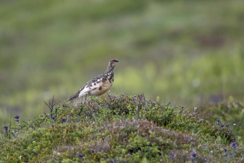 Icelandic rock ptarmigan