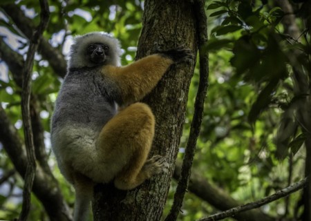 Diademed sifaka