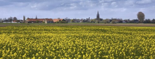 Field with rapeseed