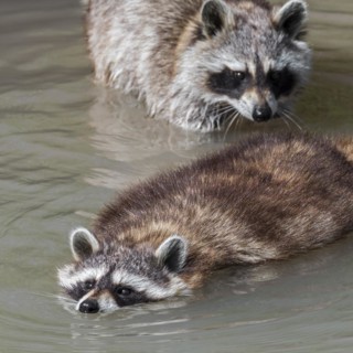 Common raccoon
