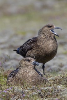 Great skua
