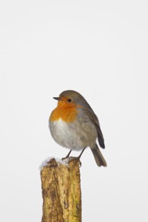 European robin