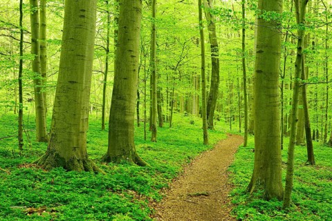 Hiking trail winds through semi-natural beech forest in spring