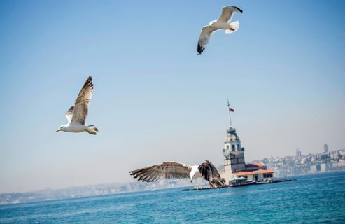Seagull in a sky with a Maiden`s tower at the back