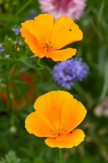 Flower meadow