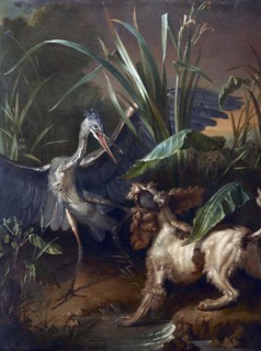 Water spaniel fighting a heron