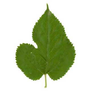 White mulberry
