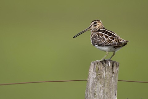 Common Snipe