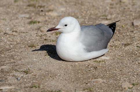 Hartlaub's gull
