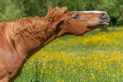 Horse shaking its mouth in a green pasture filled with yellow butter cups. Bas-Rhin