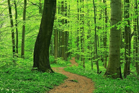 Hiking trail winds through near-natural beech forest in spring
