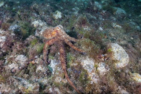 Common octopus